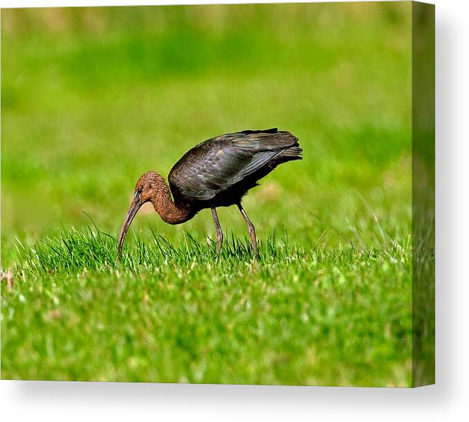 Plegadisfalcinellus Canvas Print featuring the photograph Glossy Ibis #2 by Paul Scoullar