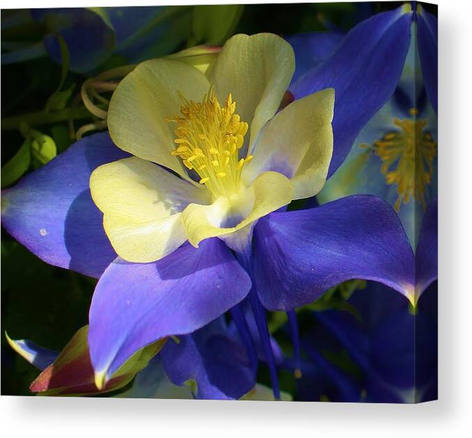 Flora Canvas Print featuring the photograph Hidden Treasure by Bruce Bley