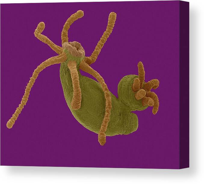 Invertebrate Canvas Print featuring the photograph Hydra Sp. Budding (cnidarian) #2 by Dennis Kunkel Microscopy/science Photo Library