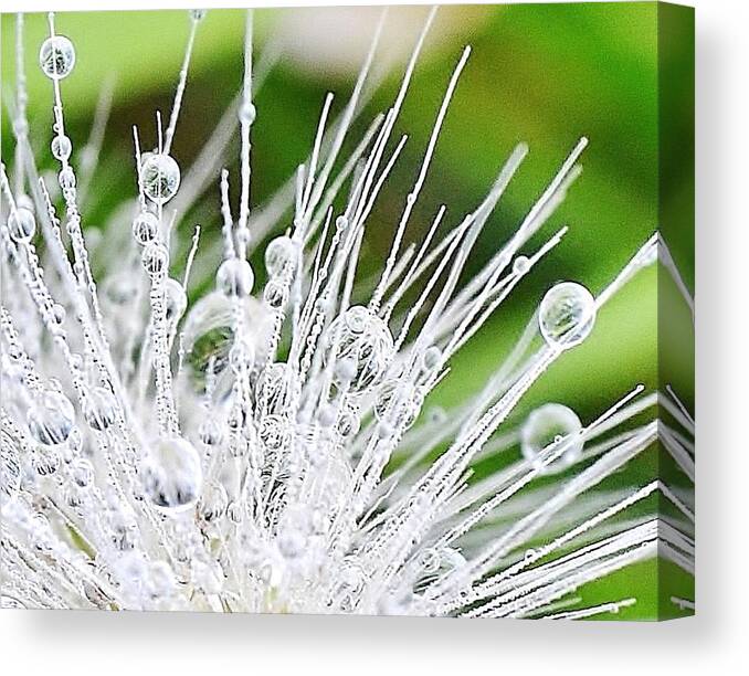 Morning Canvas Print featuring the photograph Morning Dew by Kim Bemis