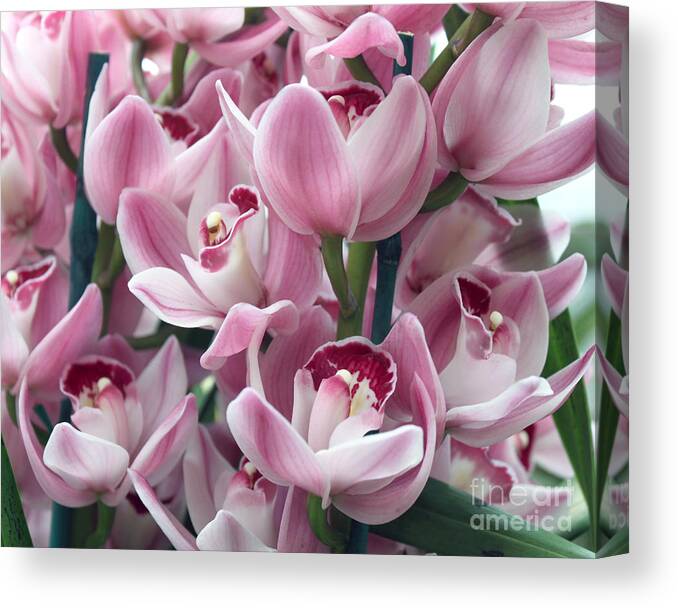 Plant Canvas Print featuring the photograph Pink Orchids #2 by Debbie Hart