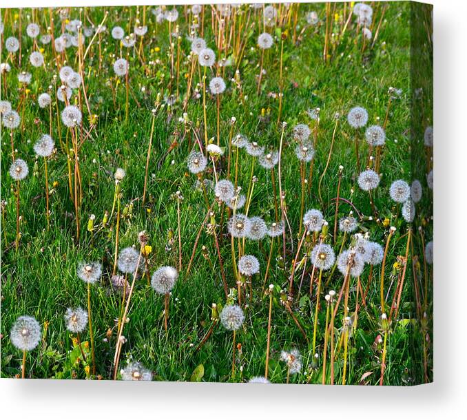 Dandelions Canvas Print featuring the photograph Seasons Change #2 by Frozen in Time Fine Art Photography