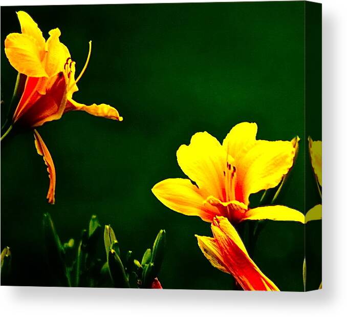 Flowers Canvas Print featuring the photograph Talking Flower Heads by Tracy Rice Frame Of Mind
