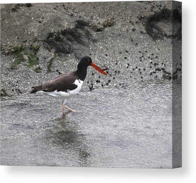 American Oyster Catcher Canvas Print featuring the photograph American Oyster Catcher #3 by Jeanne Juhos