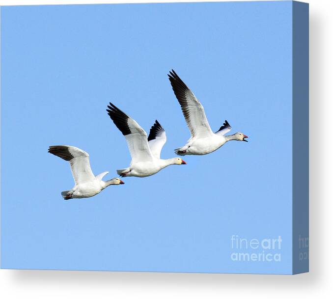 Bird Canvas Print featuring the photograph Call of the Wild #8 by Dennis Hammer