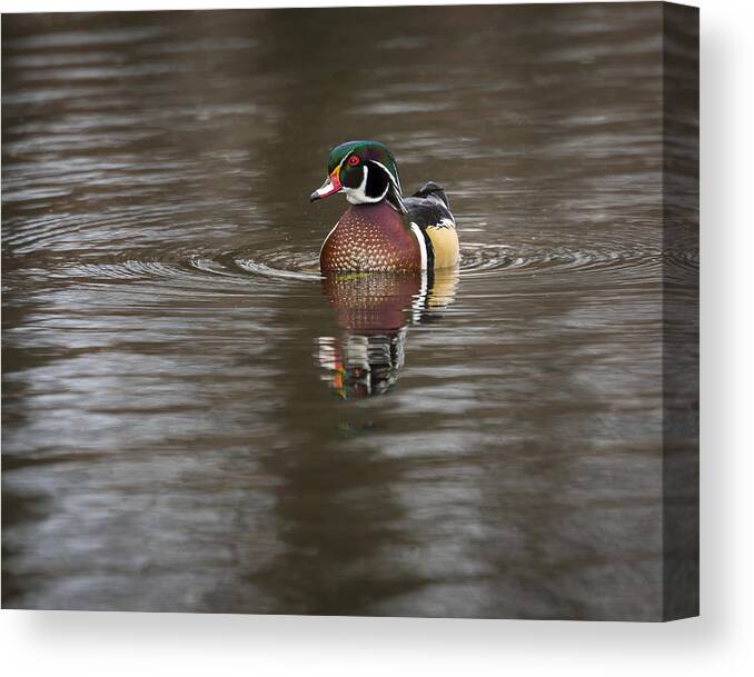 Animal Canvas Print featuring the photograph Wood Duck #1 by Jack R Perry
