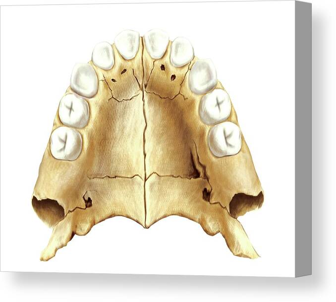 Anatomy Canvas Print featuring the photograph Child's Teeth #4 by Asklepios Medical Atlas