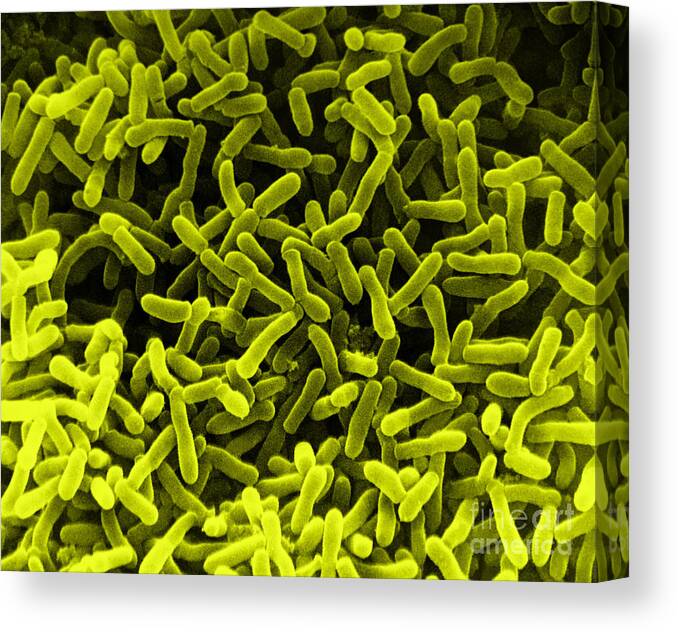 Sem Canvas Print featuring the photograph E. Coli Bacteria, Sem #4 by David M. Phillips