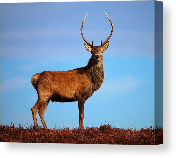 Red Deer Stag Canvas Print featuring the photograph Red deer stag #4 by Gavin Macrae