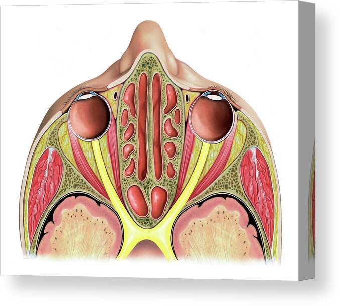 Upper Respiratory Tract Canvas Print featuring the photograph Paranasal Sinuses #5 by Asklepios Medical Atlas