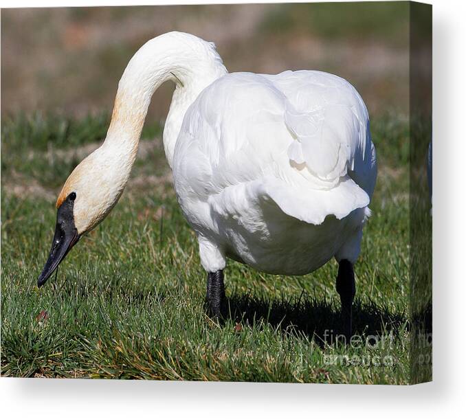 Swan Canvas Print featuring the photograph Trumpeter Swan #6 by Steve Javorsky