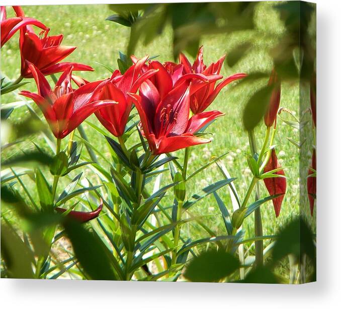 Flowers Canvas Print featuring the photograph A Burst of Red by Jean Goodwin Brooks