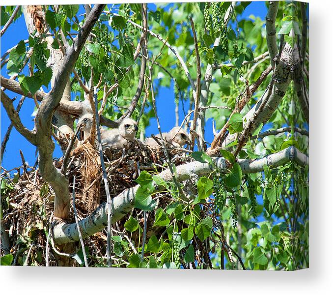 Hawk Chick Photograph Canvas Print featuring the photograph A Fowl Foursome by Jim Garrison