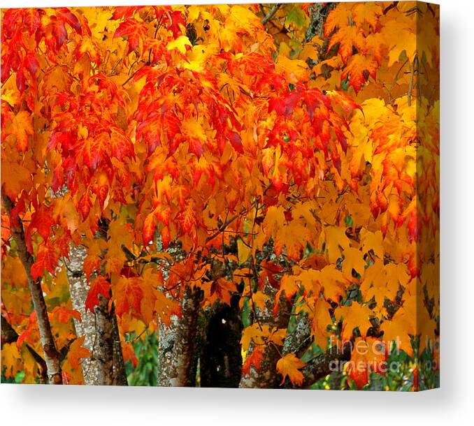Fall Leaves Canvas Print featuring the photograph A Gold and Crimson Crown by Chuck Flewelling