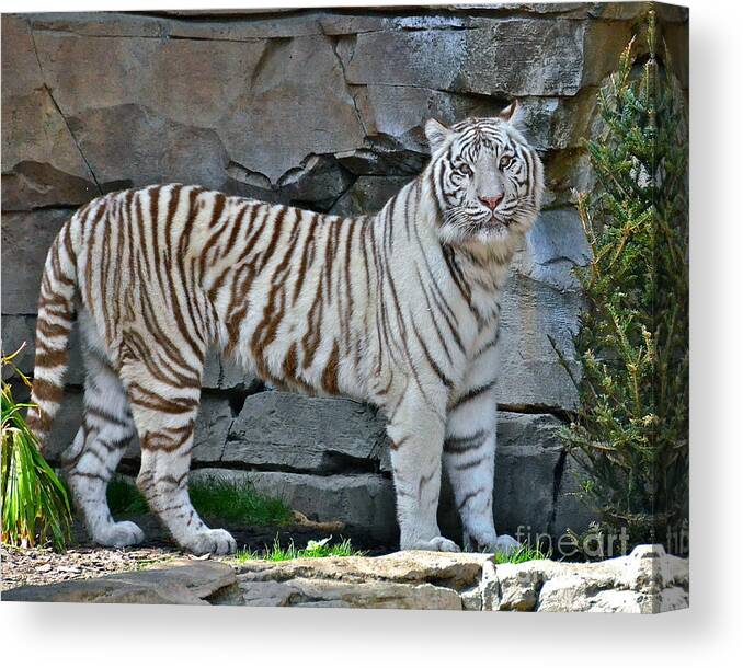 Tiger Canvas Print featuring the photograph A Magnificent Creature by Carol Bradley