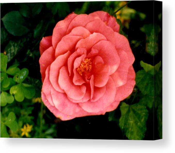 Mary Ogden Armstrong Photos Canvas Print featuring the photograph A Pink Rose by Mary Armstrong