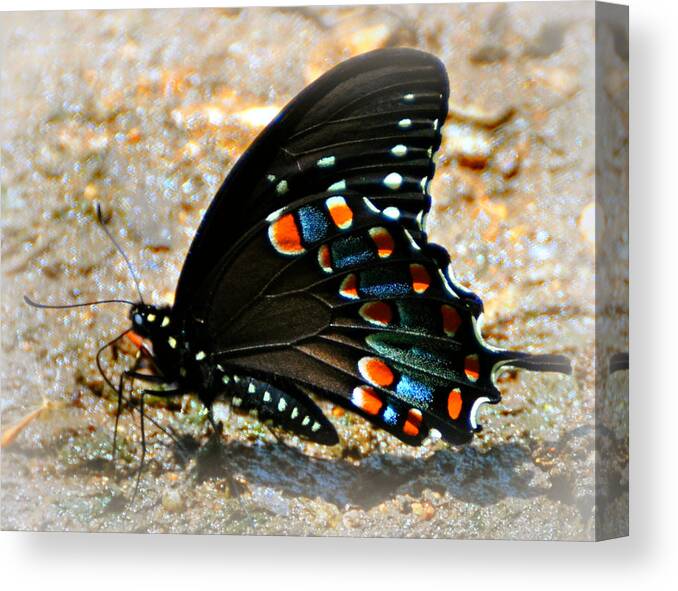 Butterfly Canvas Print featuring the photograph A Real Beauty by Marty Koch