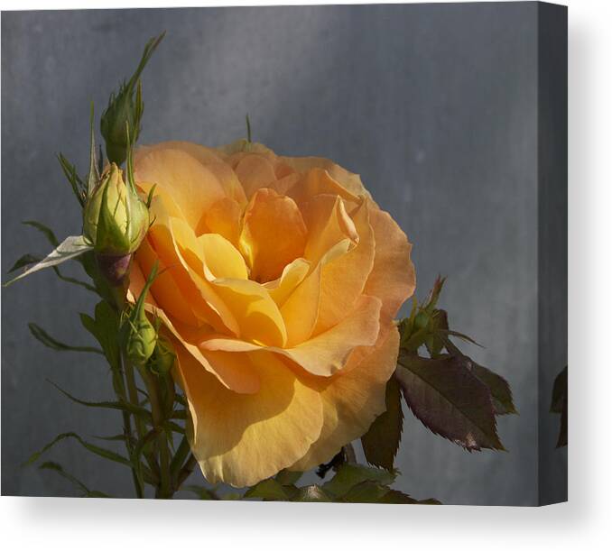 Rose Canvas Print featuring the photograph A rose by any other name by Perry Frantzman