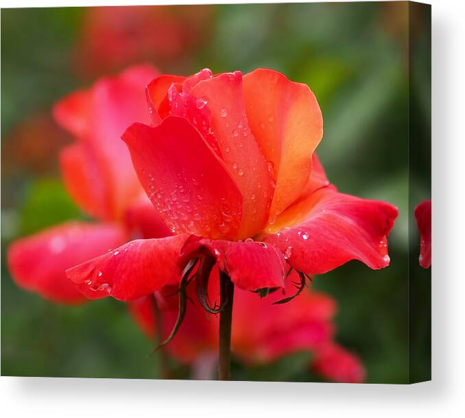 Roses Canvas Print featuring the photograph A Tintinara Rose in the Rain by Rona Black