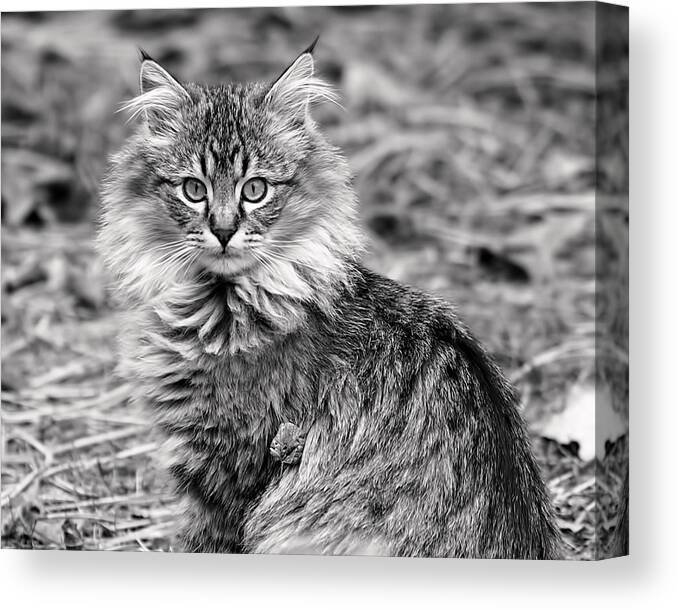 Cat Canvas Print featuring the photograph A Young Maine Coon by Rona Black