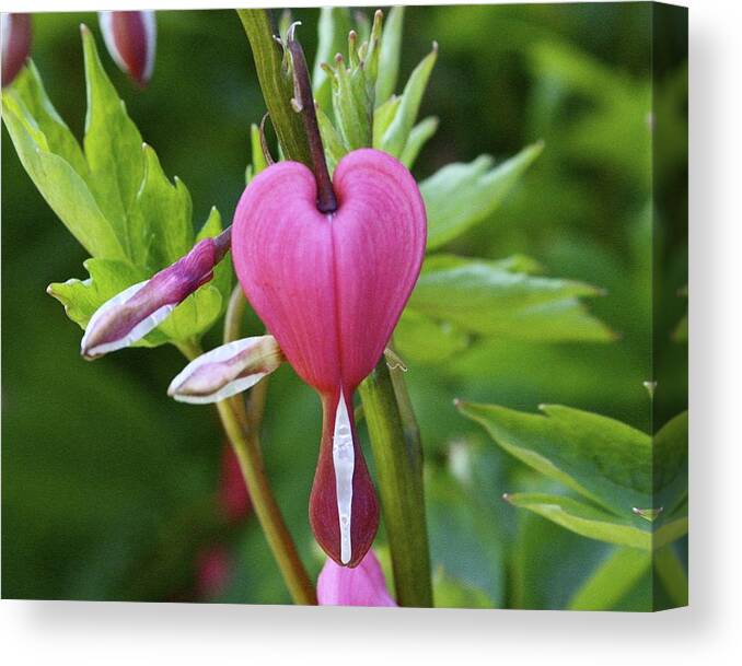 Bleeding Heart Canvas Print featuring the photograph Affectionately Yours by Eli Tynan