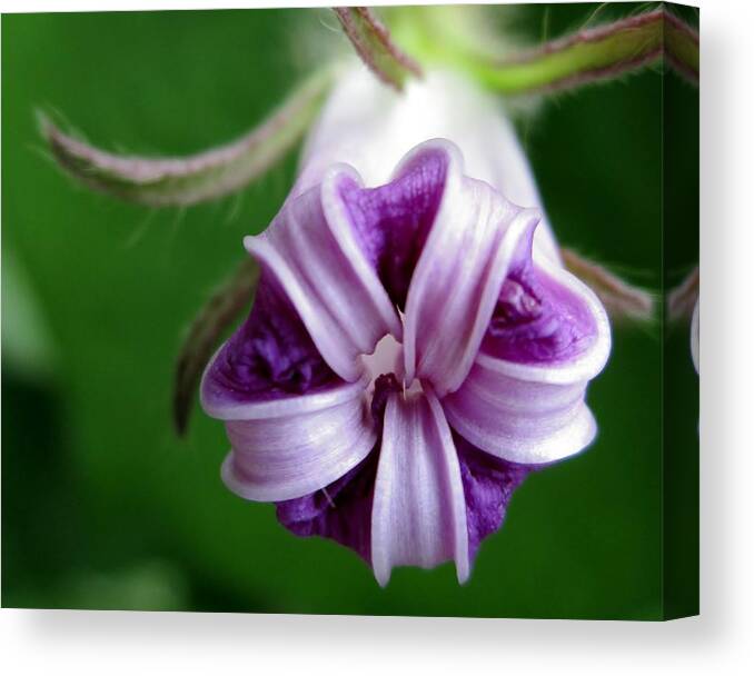 Morning Glory Canvas Print featuring the photograph After Morning Glory by Cynthia Clark