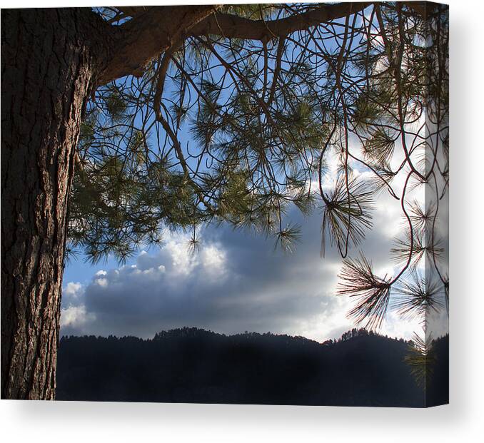 Pine Tree Canvas Print featuring the photograph After the Rain by Derek Dean