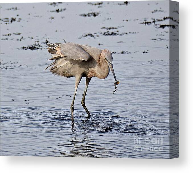 Egret Canvas Print featuring the photograph Afternoon Snack by Carol Bradley