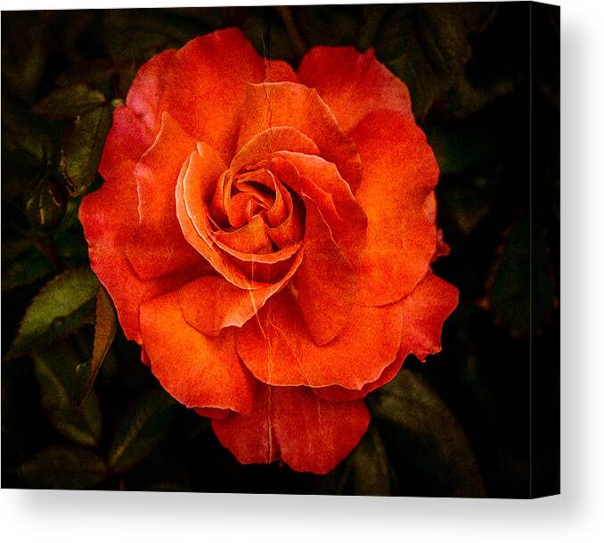 Aged Canvas Print featuring the photograph Aged Red Rose by Mark Llewellyn