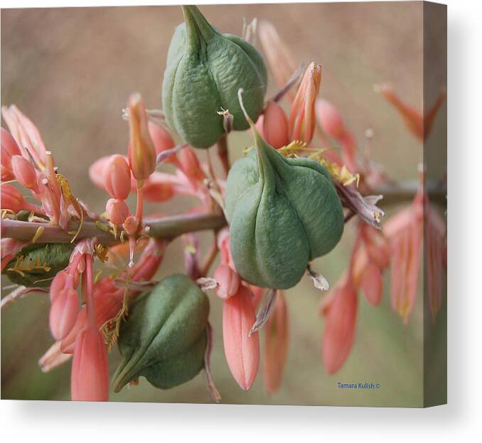 Aloe Canvas Print featuring the photograph Aloe1-1 by Tamara Kulish