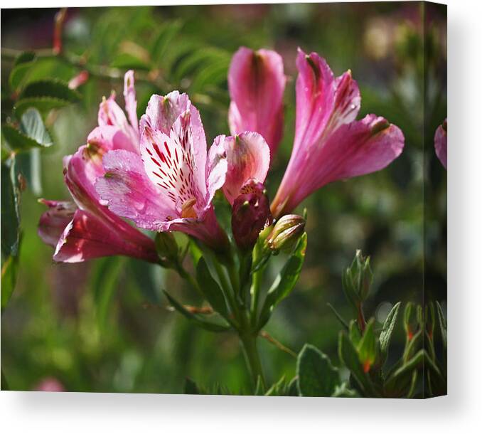 Pink Canvas Print featuring the photograph Alstroemeria by Rona Black