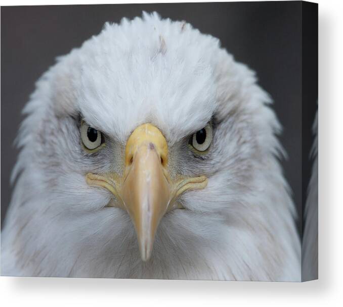 Animal Themes Canvas Print featuring the photograph American Bald Eagle by Photo By Wayne Bierbaum; Annapolis, Maryland