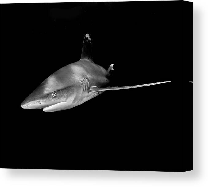 Black And White Canvas Print featuring the photograph An Oceanic Whitetip Shark Taken At Cat by Brent Barnes