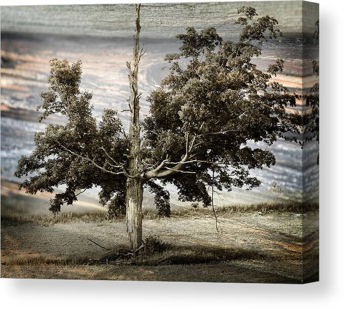 Hovind Photographs Canvas Print featuring the photograph Ancient Tree by Scott Hovind