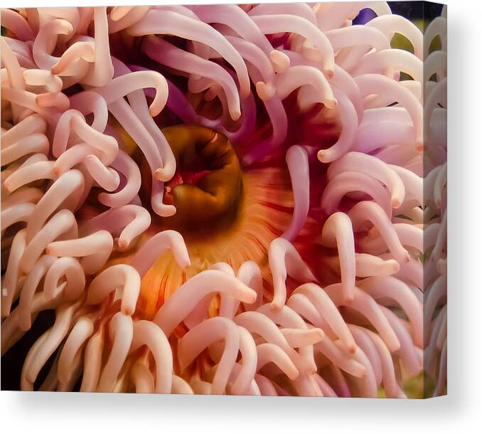 Sea Creature Canvas Print featuring the photograph Anemone by Jennifer Kano