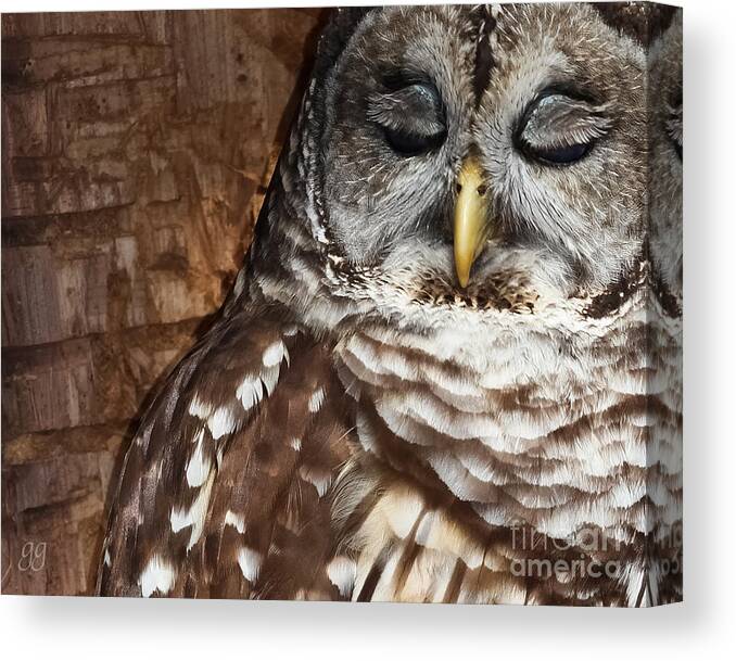 Owl Canvas Print featuring the photograph Angel Eyes by Geri Glavis