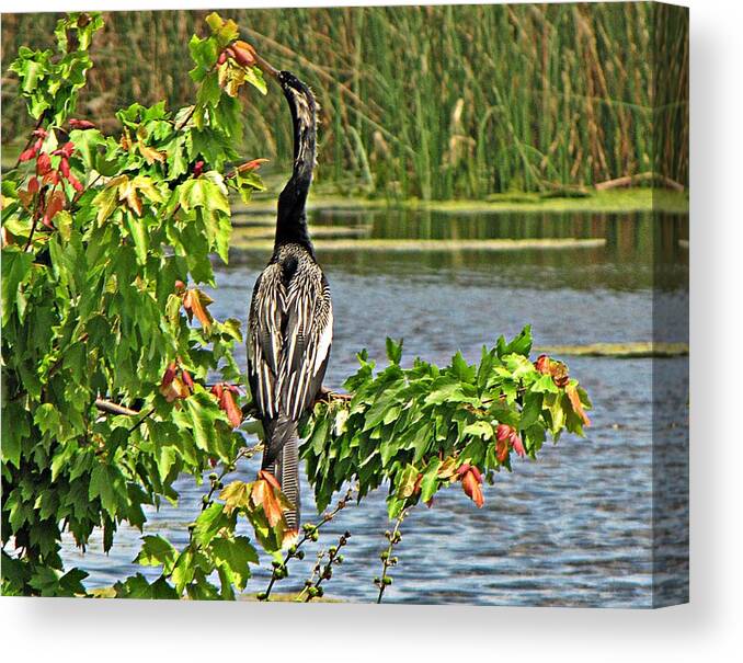 Florida Canvas Print featuring the photograph Anhinga in Florida by MTBobbins Photography