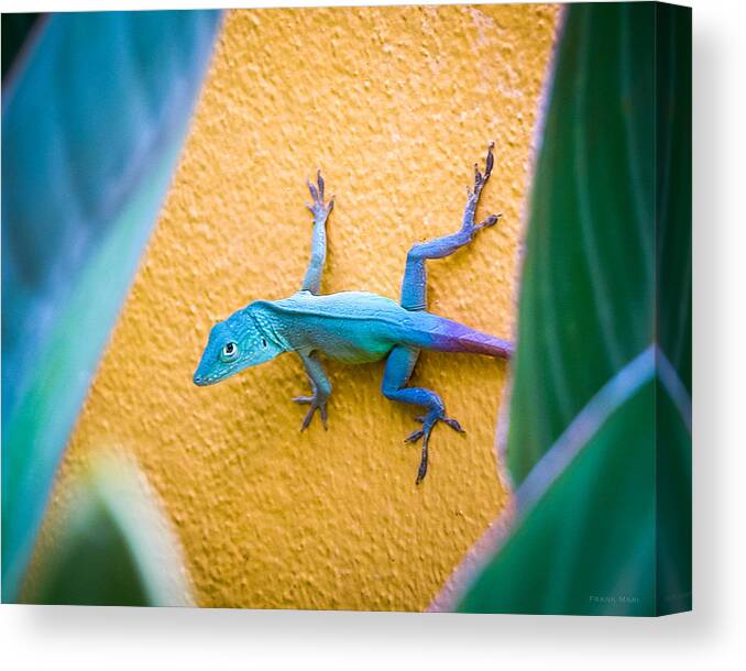 2006 Canvas Print featuring the photograph Anole by Frank Mari