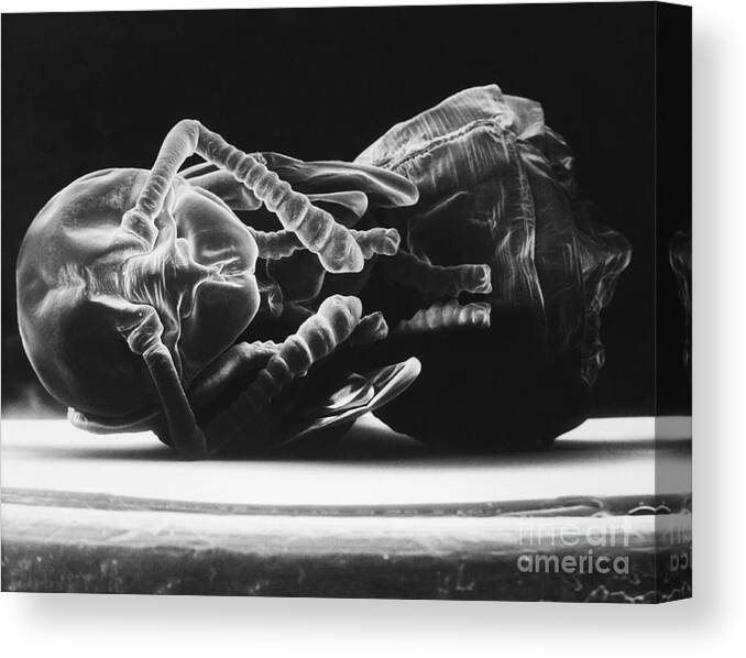 Ant Canvas Print featuring the photograph Ant Larva by David M. Phillips