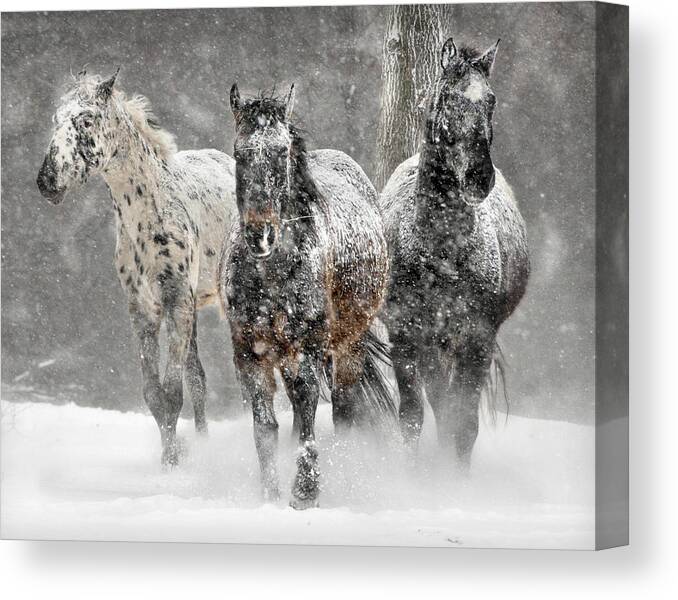  Canvas Print featuring the photograph Appaloosa Winter Large by Wade Aiken