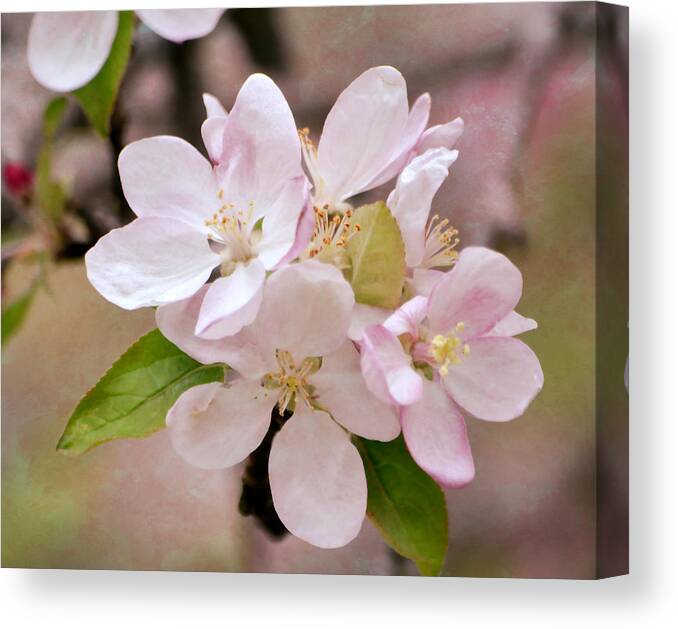 Flower Canvas Print featuring the photograph Apple Blossoms by Deena Stoddard