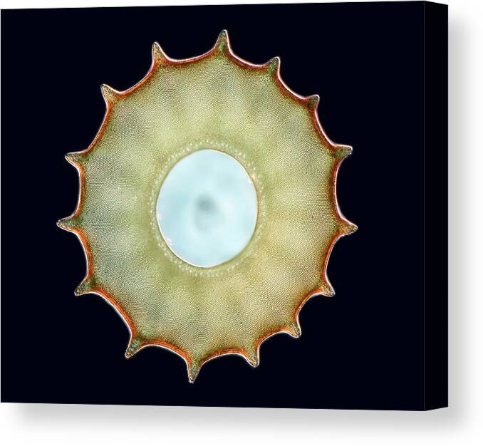 1 Canvas Print featuring the photograph Arcella Sp. Shelled Amoeba by Rogelio Moreno/science Photo Library