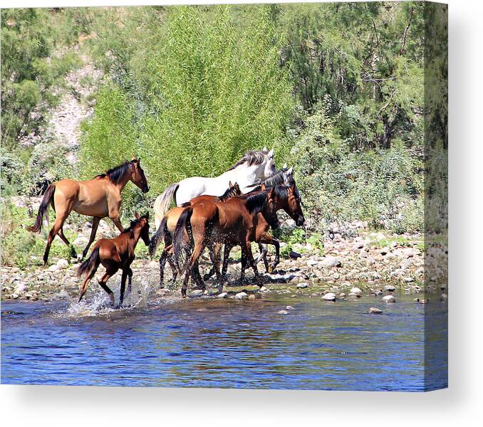  Canvas Print featuring the photograph Arizona Wild Horse Family by Matalyn Gardner