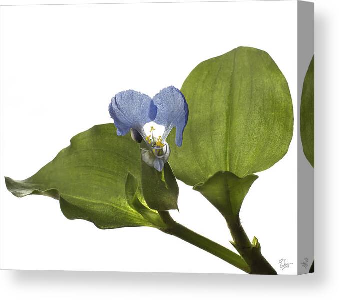 Flower Canvas Print featuring the photograph Asiatic Day Flower by Endre Balogh