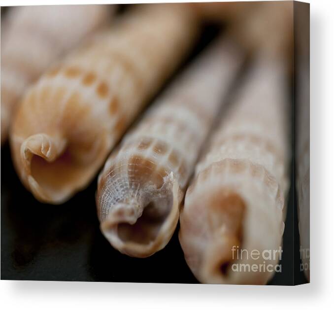 Ecosystems Canvas Print featuring the photograph Auger Seashells by Wilma Birdwell