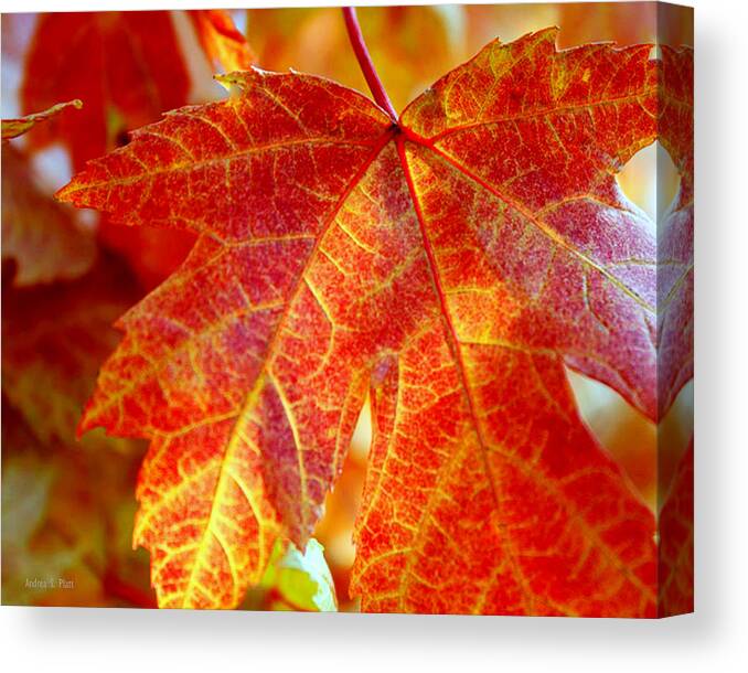 Autumn Canvas Print featuring the photograph Autumn Blaze by Andrea Platt