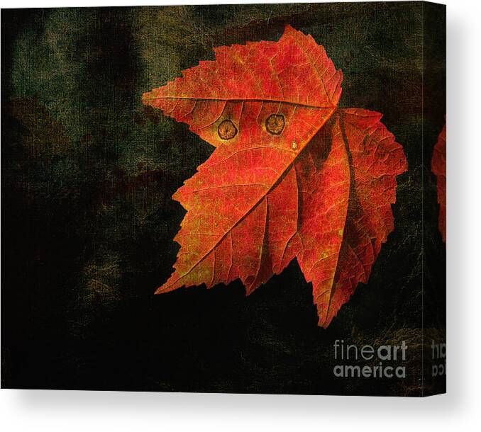 Leaf Canvas Print featuring the photograph Autumn Eyes by Kathi Mirto