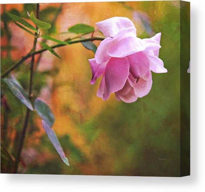 Rose Canvas Print featuring the photograph Autumn Rose by Theresa Tahara