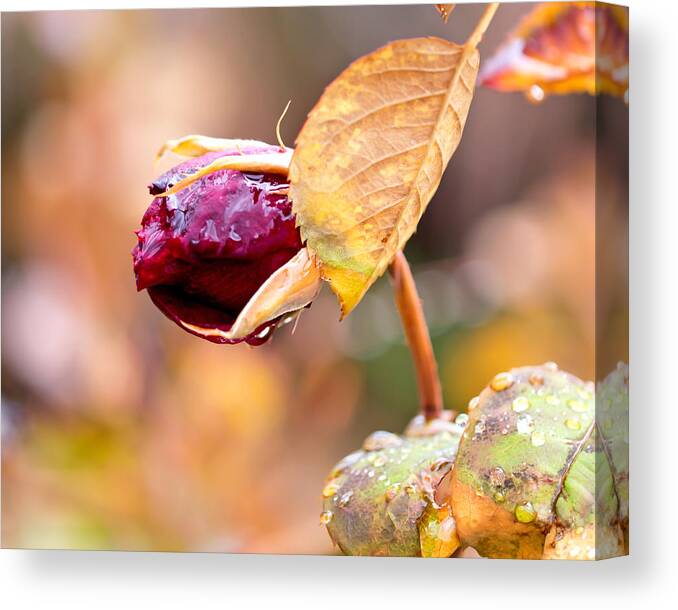 Magenta Canvas Print featuring the photograph Autumn Rosebud by Rona Black
