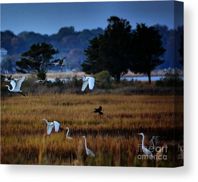 Birds Canvas Print featuring the photograph Aviary Convention by Robert McCubbin